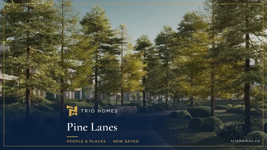 Walkway lined with pine trees at Pine Lanes by People & Places